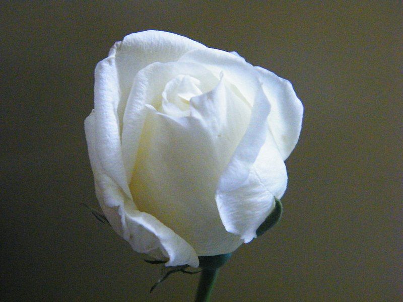 File:White rosebud.JPG