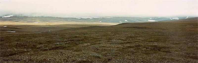 File:Wrangel Island tundra.jpg