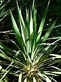 Yucca recurvifolia