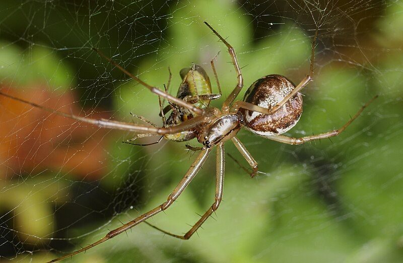 File:2012.10.20-17-Mannheim Vogelstang--Baldachinspinne-Linyphia Triangularis-Weibchen.jpg