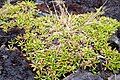 A. caespitosa growing in a rocky alpine environment in the Nelson Lakes National Park