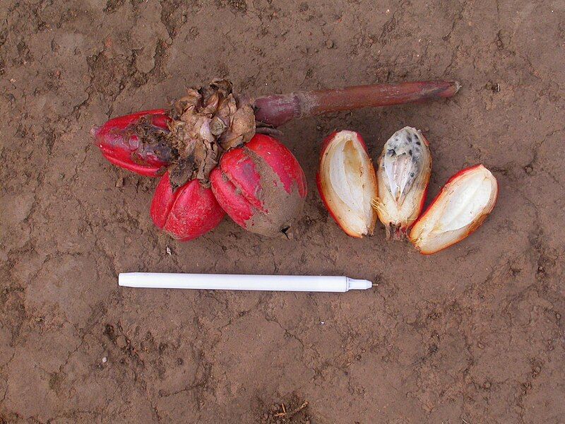 File:Aframomum zambesiacum fruits.JPG