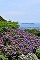 Katahara Onsen (Hydrangea Park)