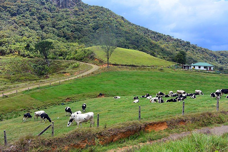 File:Ambewela farm (Cattle).jpg