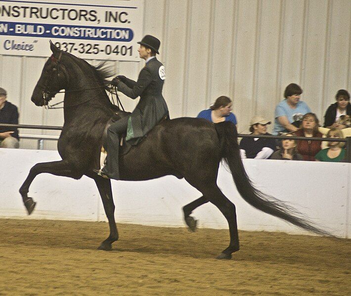 File:American Saddlebred14.jpg