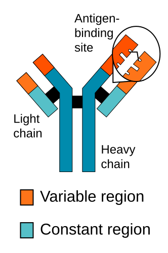 File:Antibody chains.svg