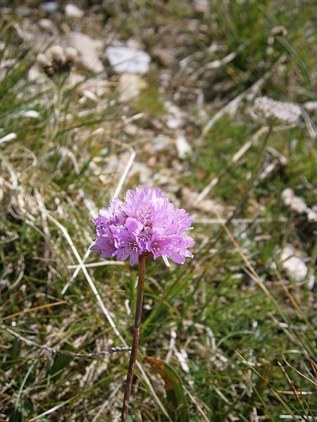 File:Armeria alpina 002.jpg