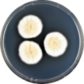 Aspergillus floccosus growing on CYA plate