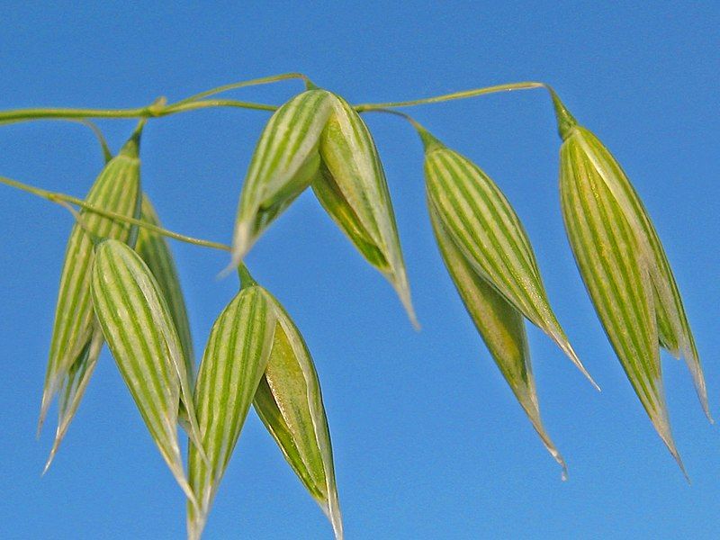 File:Avena-sativa.jpg