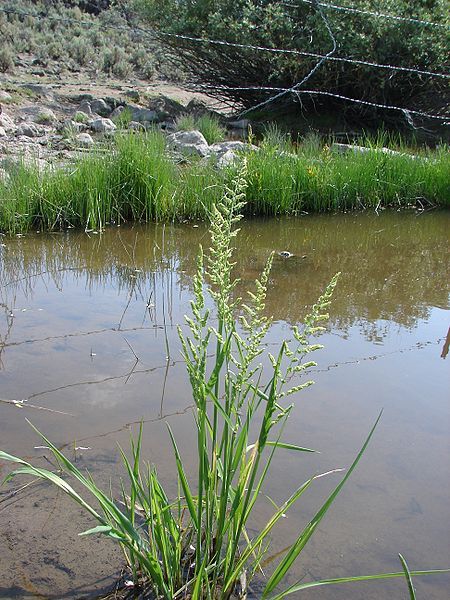 File:B. syzigachne.jpg