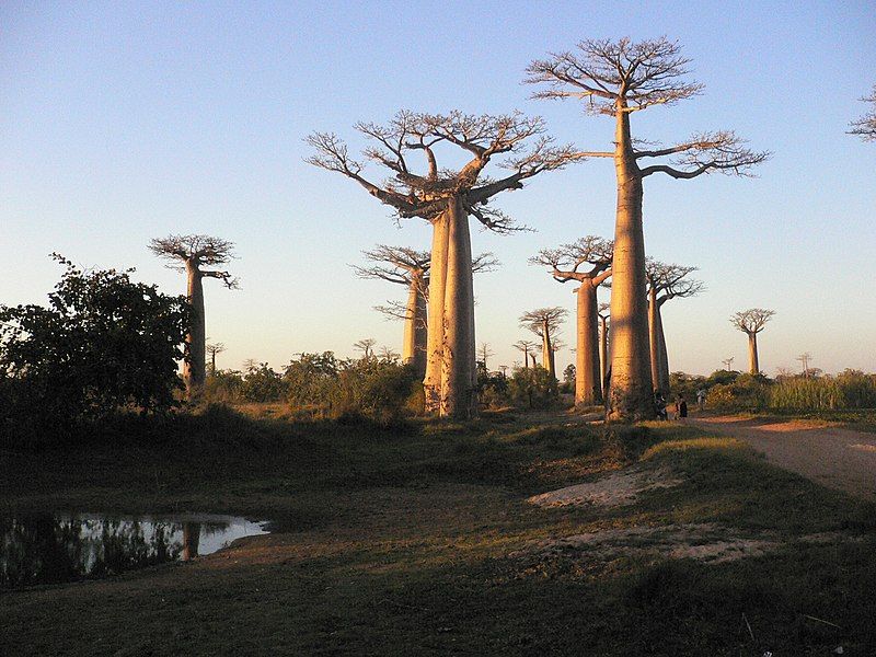 File:Baobabs.jpg