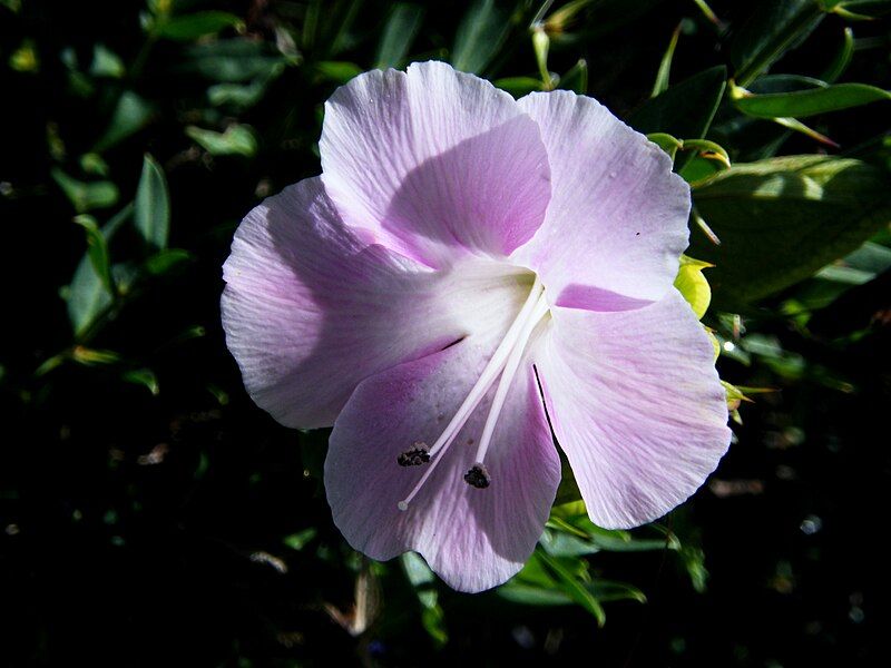 File:Barleria greenii flower.jpg