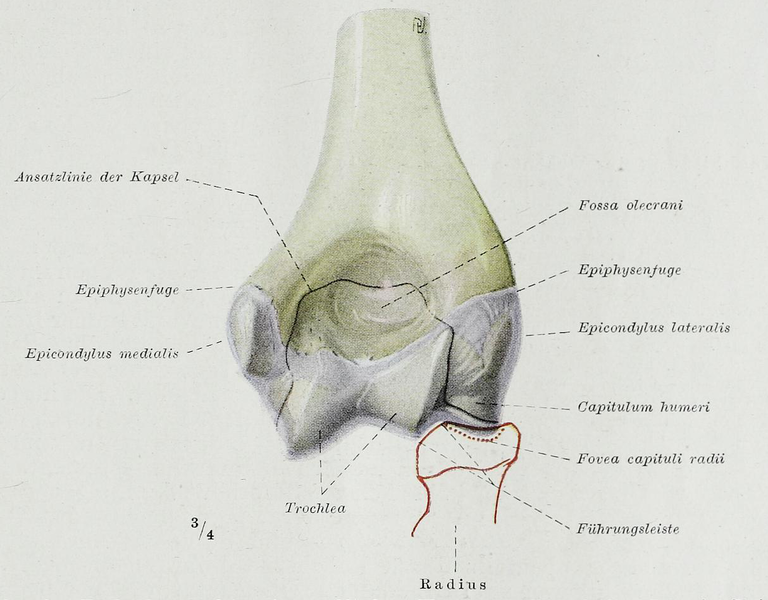 File:Braus 1921 191.png