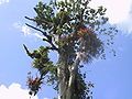 Jungle tree in Costa Rica (Atlantic area), covered with Epiphytes