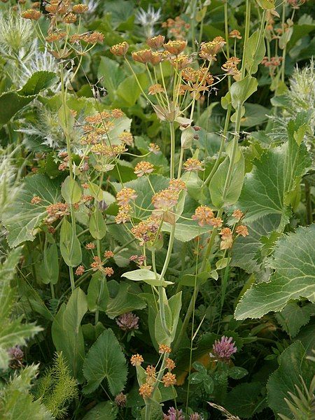 File:Bupleurum longifolium 01.JPG