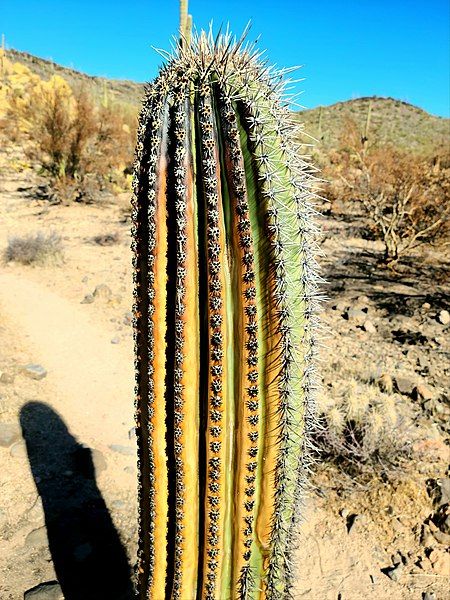 File:Burned Saguaro Cactus.jpg