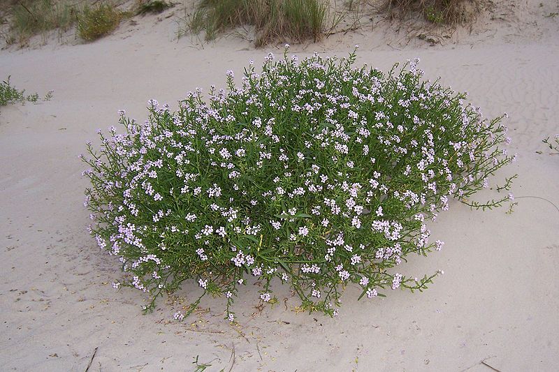 File:Cakile-maritima-(eurMeersenf) 1.jpg