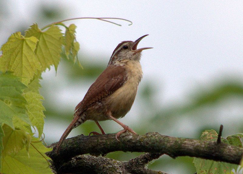 File:Carolina Wren (7318066894).jpg