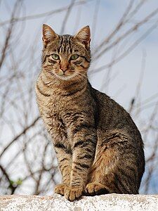 Tabby cat, by Joaquim Alves Gaspar