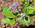 Ceanothus diversifolius