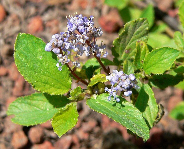 File:Ceanothus diversifolius 2.jpg