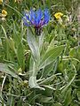 Centaurea montana