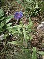 Centaurea triumfettii