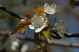 Hawthorn