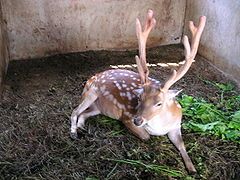 Formosan sika deer