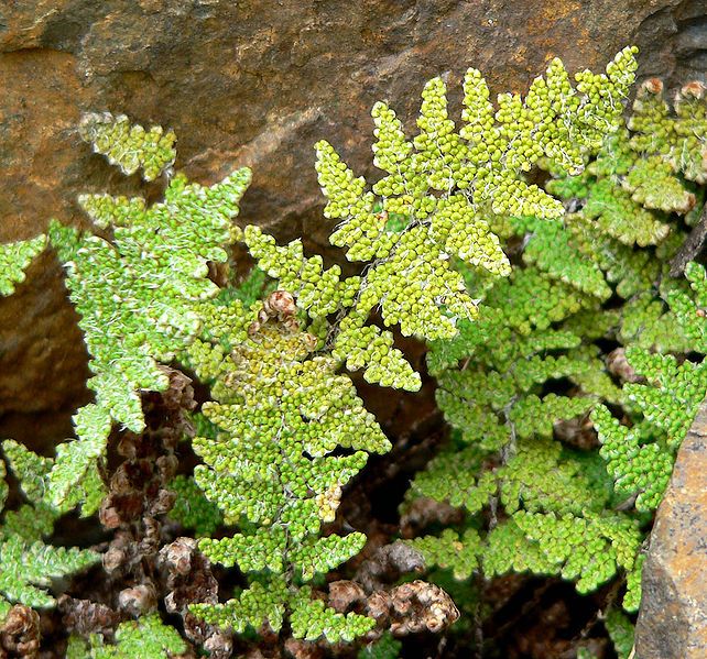 File:Cheilanthes covillei 2.jpg