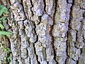 Bark texture