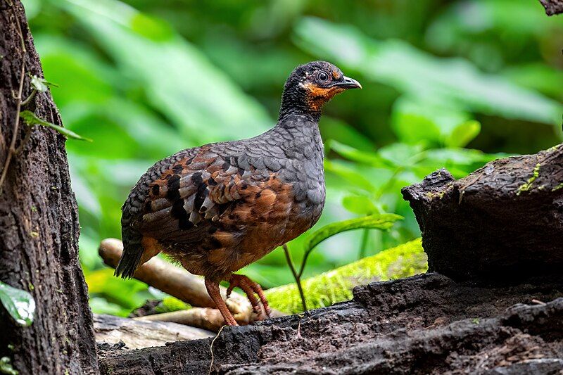 File:Chestnut-bellied Partridge 0A2A8782.jpg