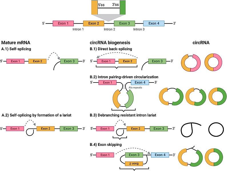 File:Circular RNA Biogenesis.jpg