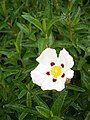 Cistus ladanifer