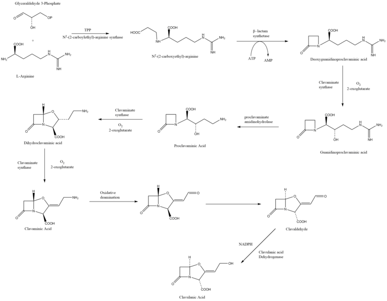 File:Clavualnic Acid Biosynthesis.png