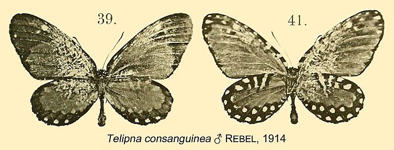 File:ConsanguineaRebel1914OD.jpg