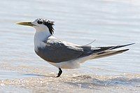 Crested Tern