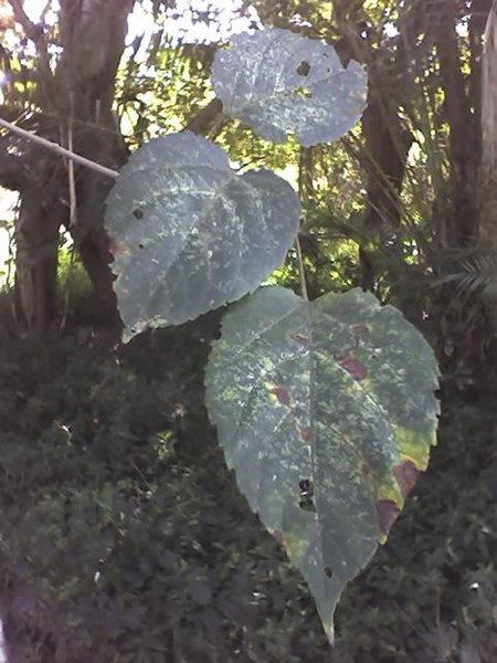 File:Croton sylvaticus leaves.JPG