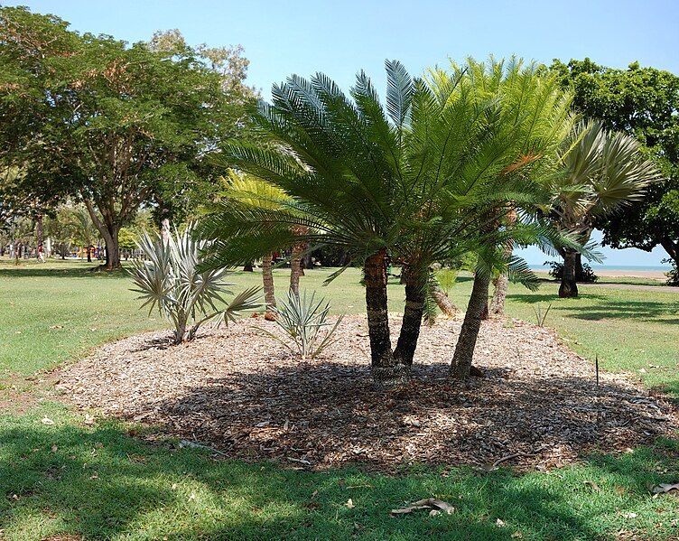 File:Cycas maconochiei.jpg