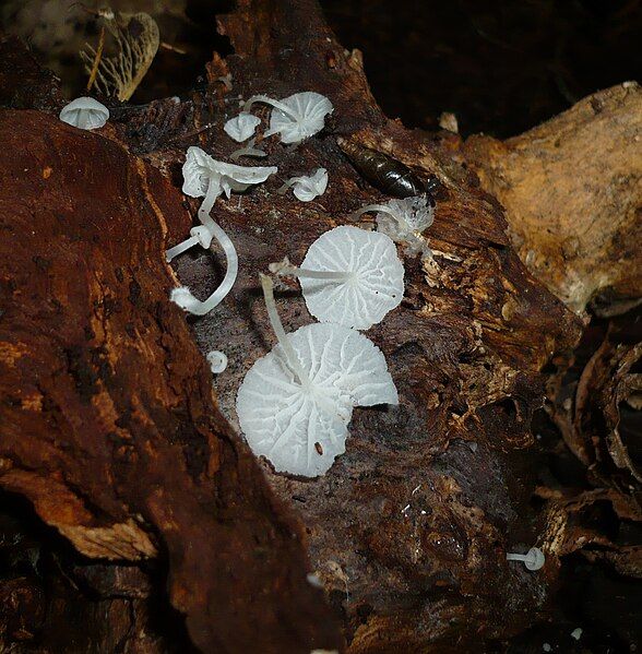 File:Deliculata integrella 39777.jpg