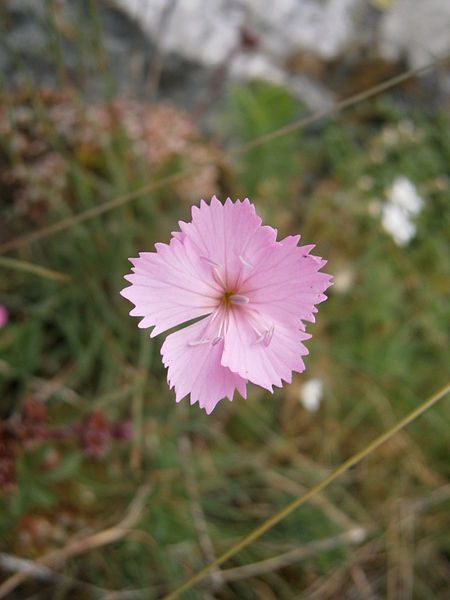 File:Dianthus sylvestris005.jpg