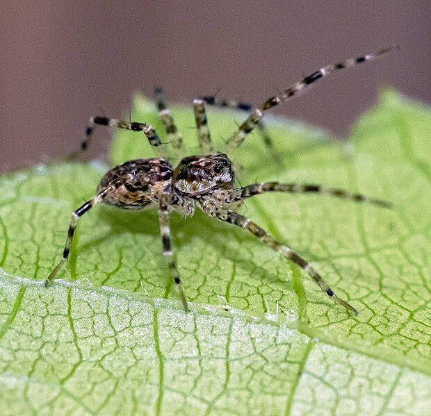 File:Dolomedes sling.jpg