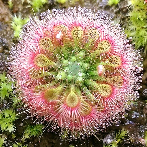 File:Drosera allantostigma close.jpg