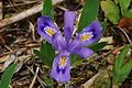 Image 9Dwarf lake iris (from Michigan)