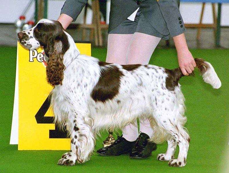 File:English-Springer-Spaniel show.jpg