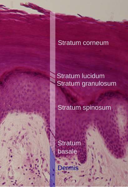 File:Epidermal layers.svg