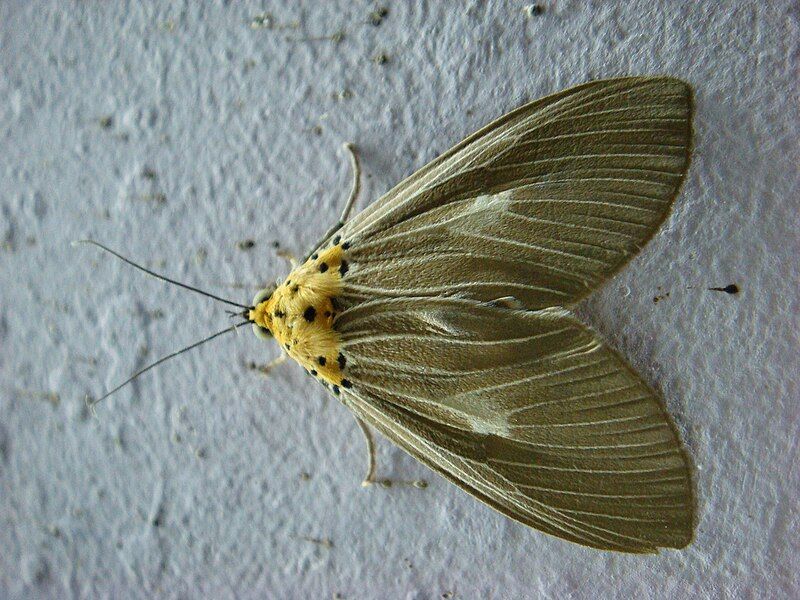 File:Euplocia membliaria.jpg