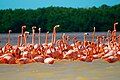 Flamingos