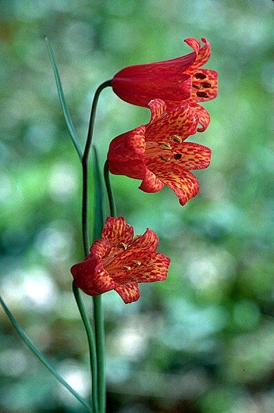 File:Fritillariarecurva.jpg