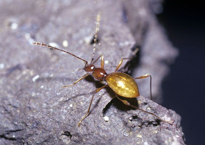 File:Glacicavicola bathysciodes.jpg